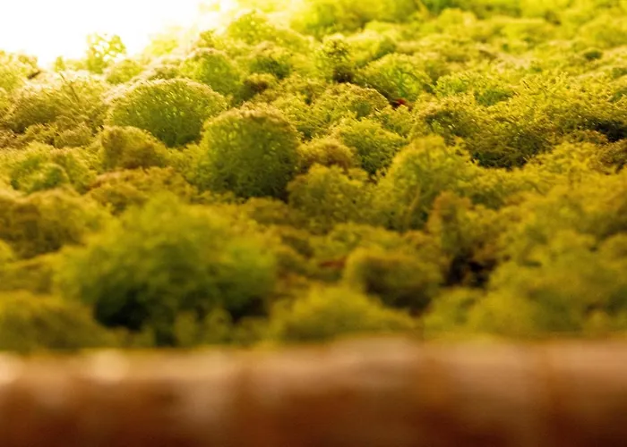 Bed & Breakfast Oasi Degli Dei 3*